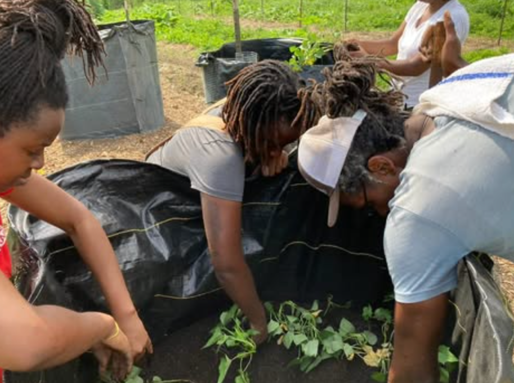 Sowing Sovereignty: Alexis Wiley and the Roots of Seeds of&nbsp;Liberation