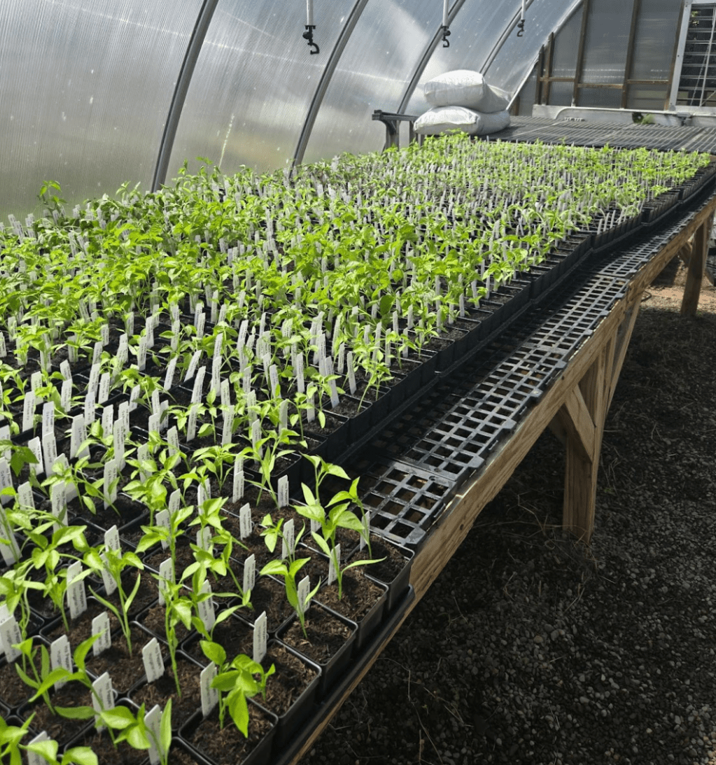 Volunteer with Me at Pennsylvania Horticultural&nbsp;Society